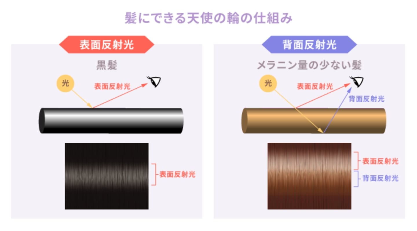 髪に現れる天使の輪とは？ツヤ髪の証拠なの？