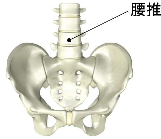 腰椎サポート機能