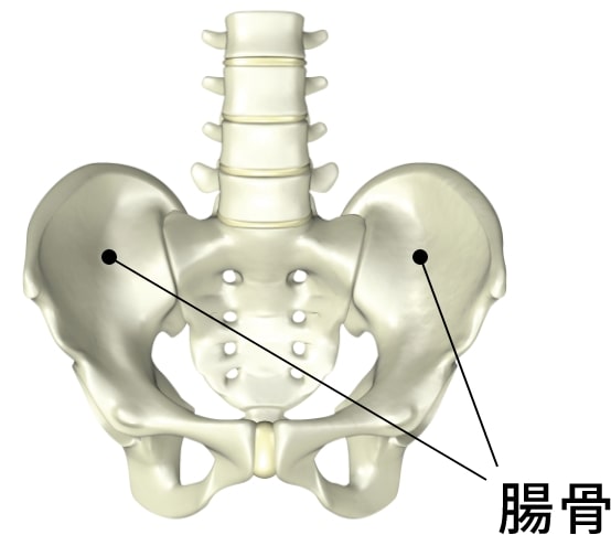 骨盤サポート機能
