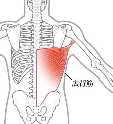 広背筋